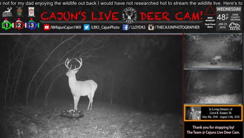 Top right cam, snow spirits. 👻