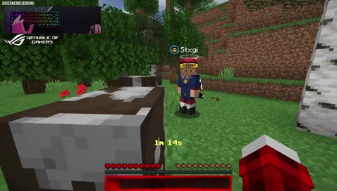 Kuh zwinkert Basti zu