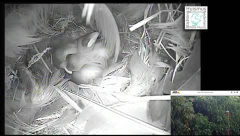 house sparrow chick gets fed
