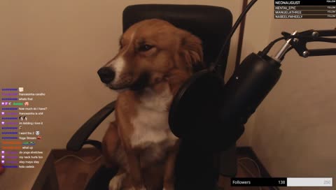 Doggo takes over the stream