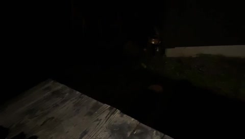 Stu the wild fox joins the table for a snack.