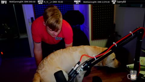 Streamer DOG