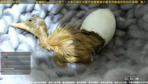 【蕎育鴉】破蛋四之四 1090721