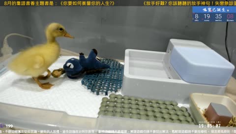 呱寶展翅