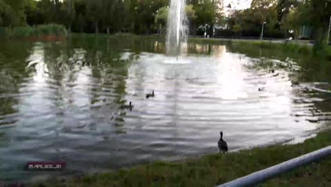 ducks hunt IRL