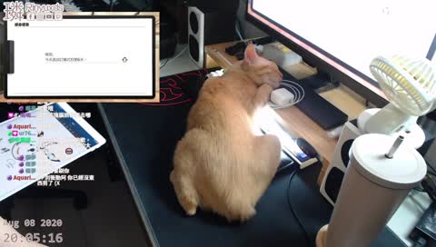 貓毛 三種恩罵 賺= =