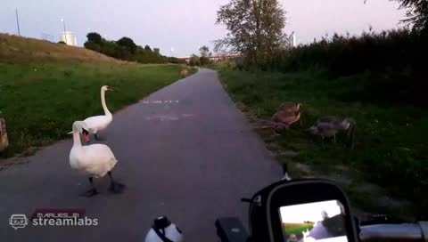 guilty swan