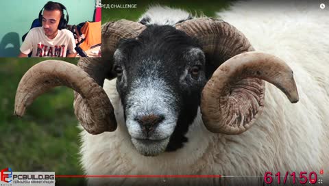 Andy cepi glavata na tigura