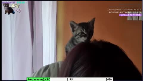 Apaaa en un video de monas shenas  XD