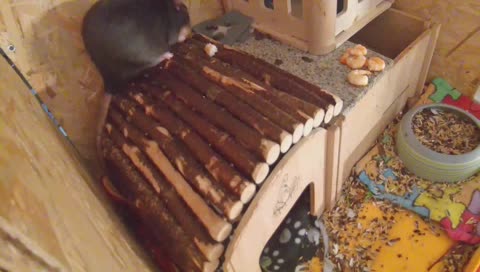 Guten Morgen. Oh, Garnele!