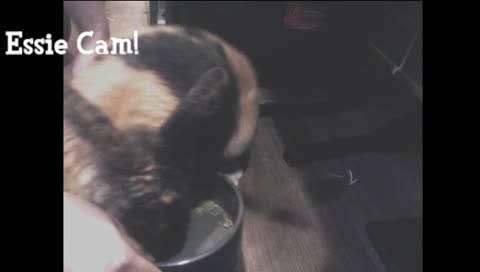 Bunny Mukbang: Gone Rogue