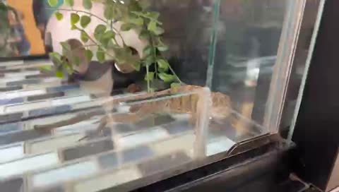 Almost a bearded dragon!