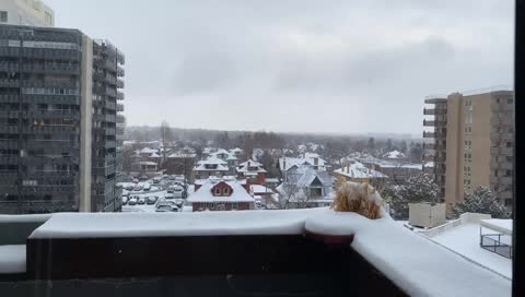 Cold Birds
