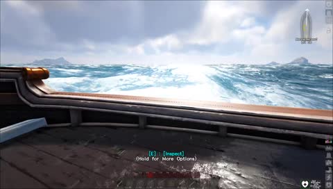 Surprise Dolphin!
