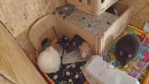 Spider-Rat :3