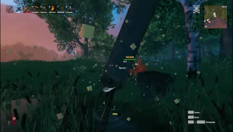 Плод берёзы