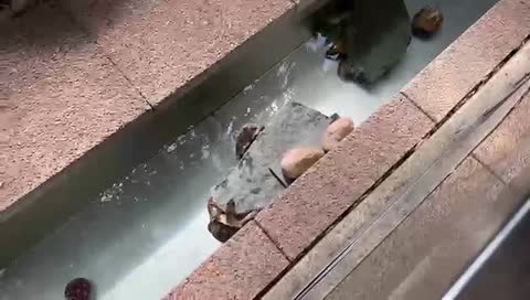Turtle Power...