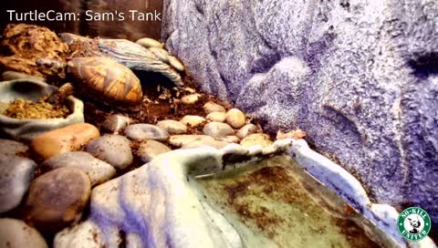 Sam Turtle's Close-Up