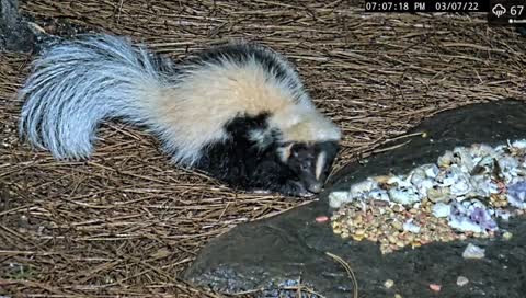 Skunk