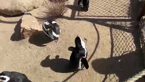 African Penguins!