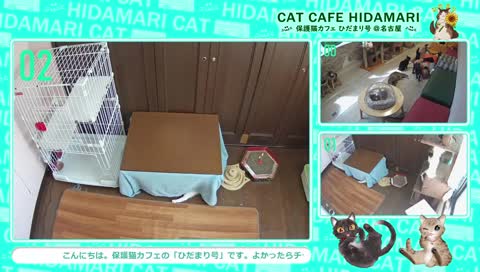 ●lying down with cats