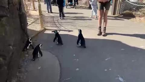 Penguin Crossing!