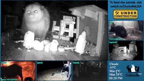 opossum eating his snacks