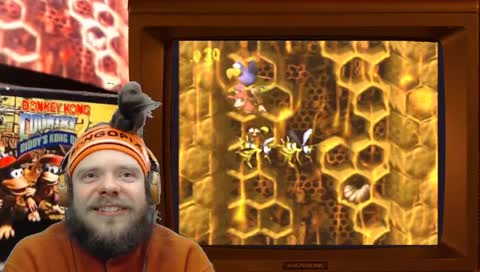 Bongo dies playing with Chickens 