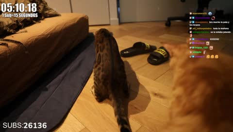 Wilson y Ragnar jugando con la lagartija