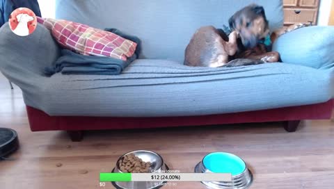 Cuttiest dog on Twitch