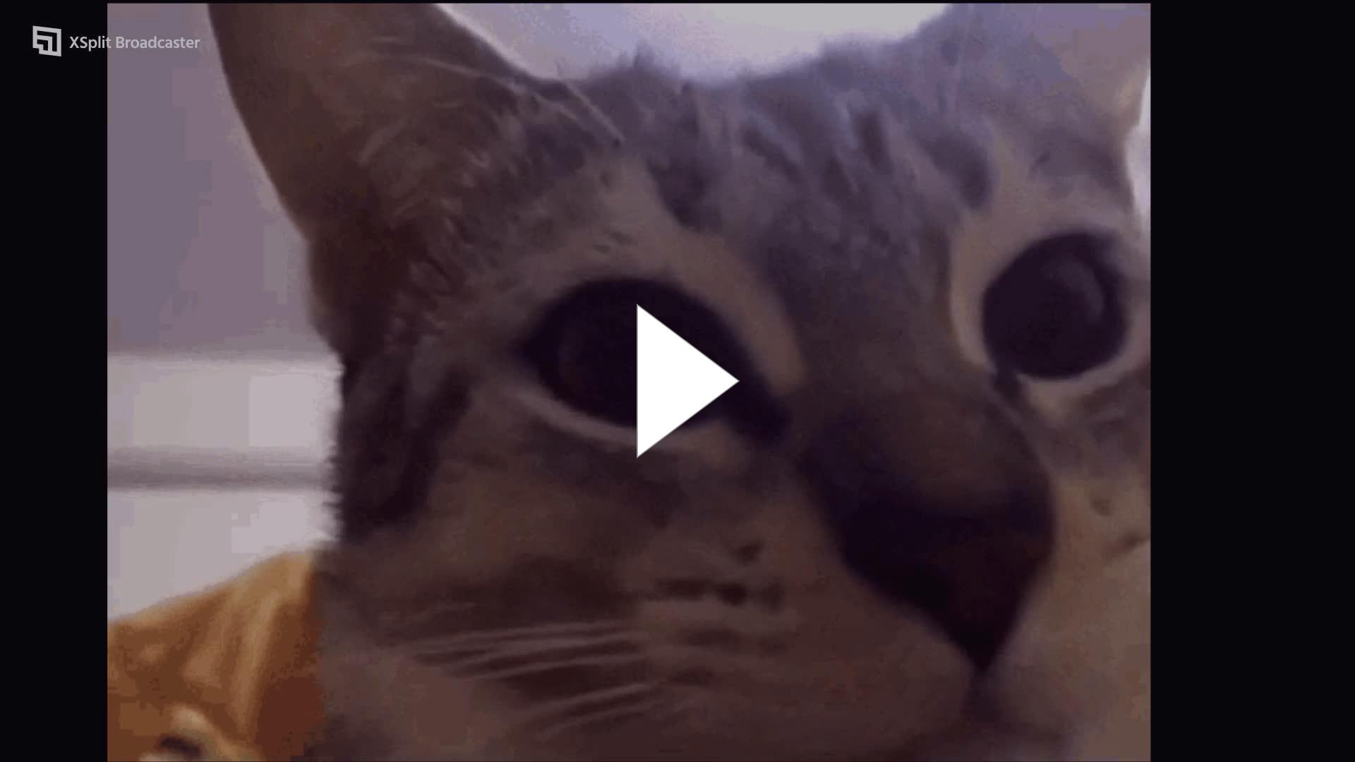 Кошка ест. Котики суши. Заповедник кошек. Огромный городской кот. Остров котиков.