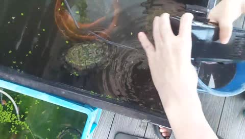 Streamer speaks turtle language