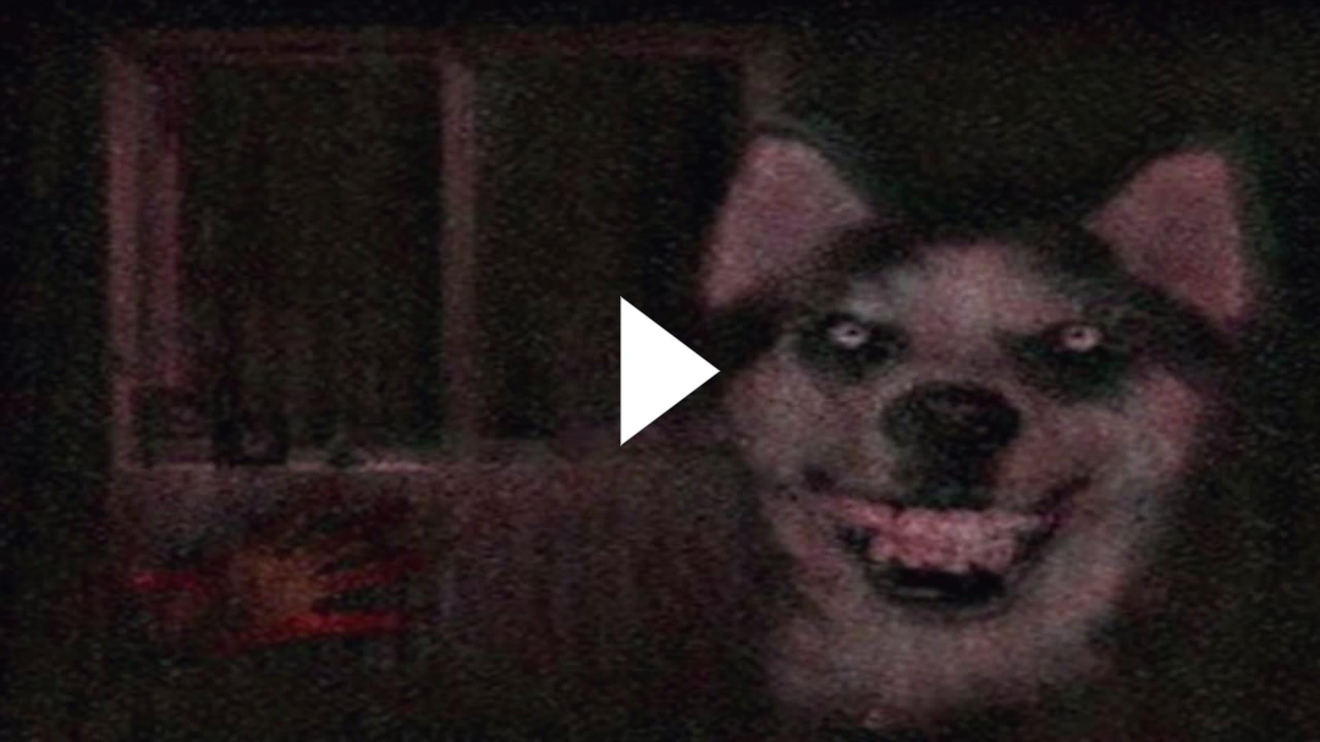 Танцующая собака гиф без фона. Танцующая собака gif. Рил дог. Рил дог. Рил дог.