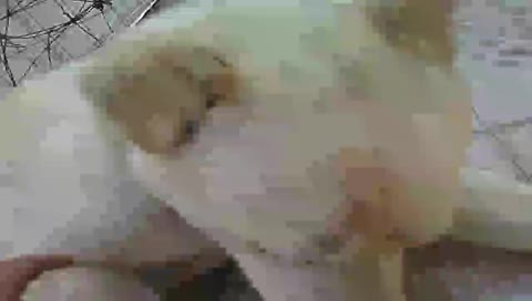 Pendejiando around With My Dog